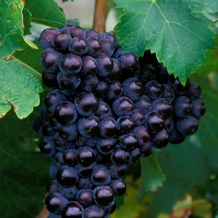 Cabernet Franc
