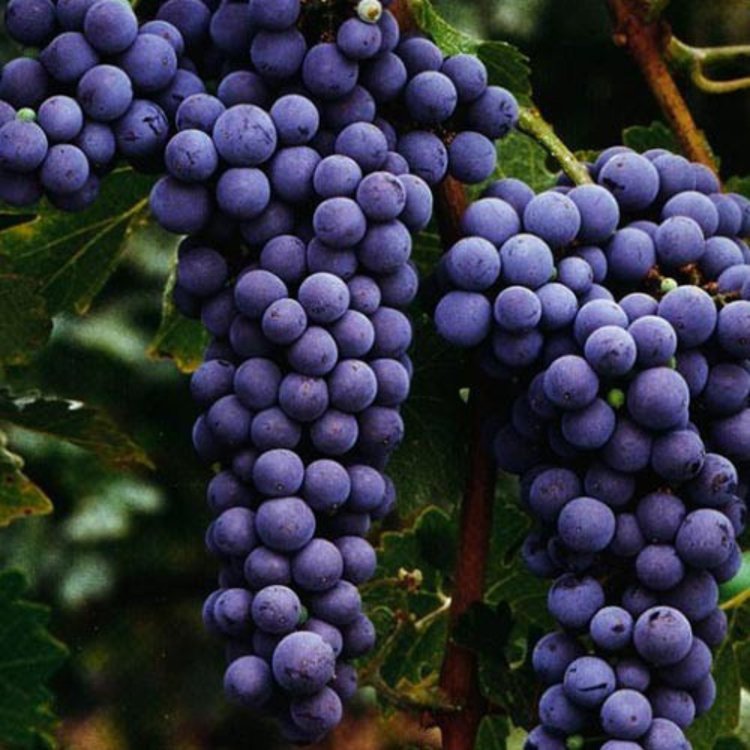 Cabernet Sauvignon