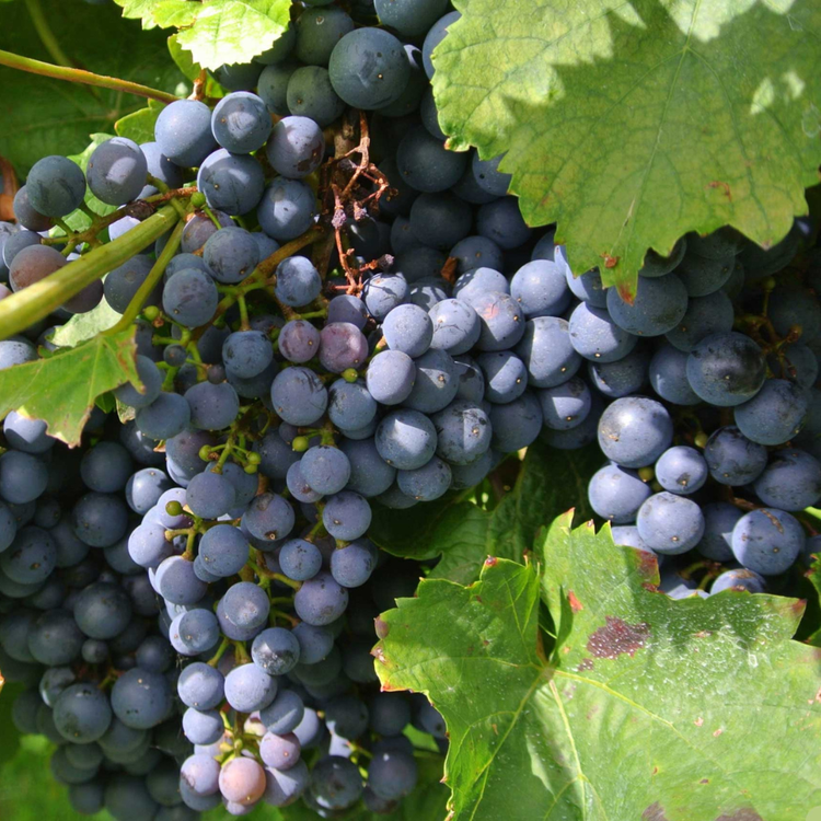 Malbec