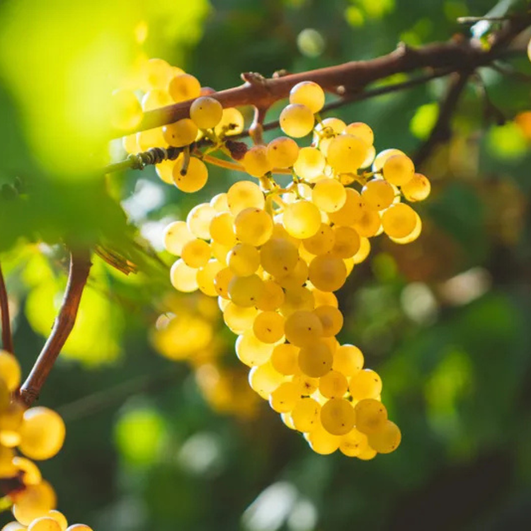 Chardonnay