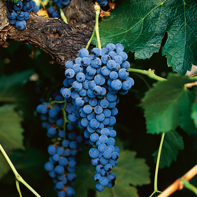Merlot
