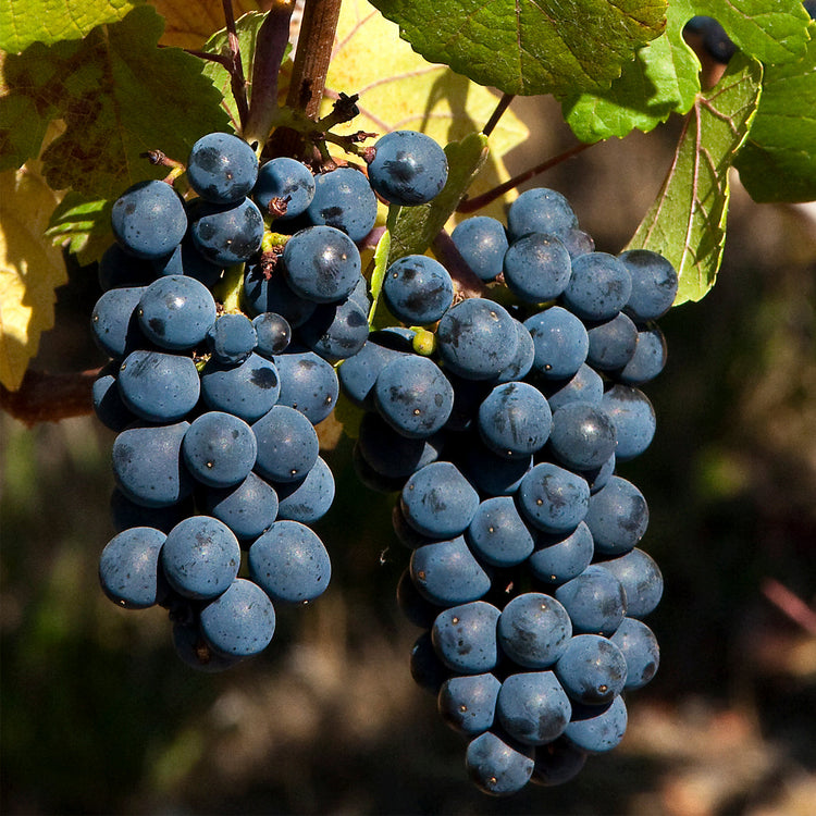 Pinot Noir
